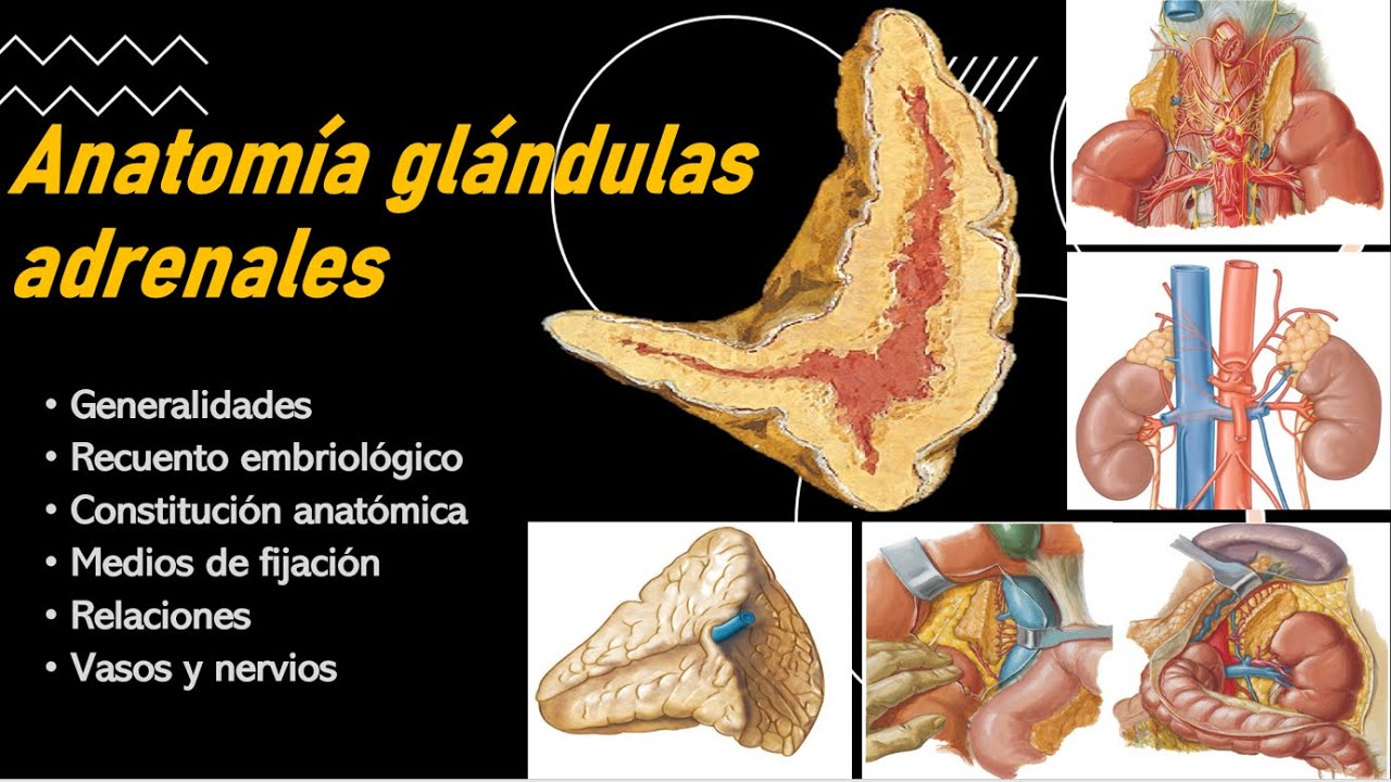 Anatomía glándula suprarrenal (Generalidades, fijación, constitución, relaciones, vasos y nervios)