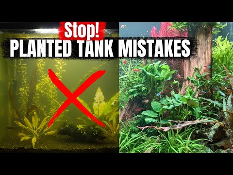 10 Mistakes that are Ruining Your Planted Aquarium