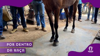 10º DE PODOLOGIA EQUINA FERRADURAS ORTOPEDICAS