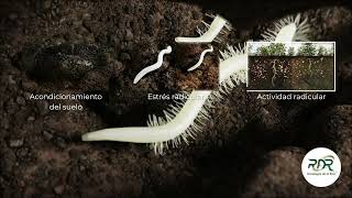 Sanidad Radicular