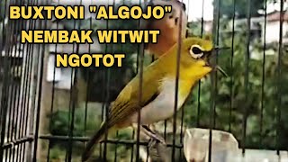 Download lagu PLECI BUXTONI 'ALGOJO' NEMBAK WITWIT NGOTOT BIKIN EMOSI LAWAN mp3
