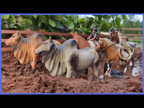 CAVALGANDO COM OS TOUROS ZEBUS #chapeudogato