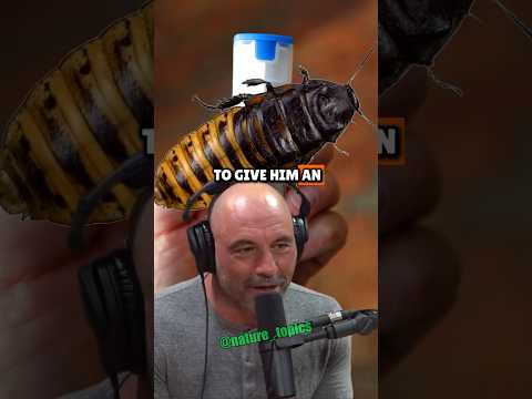 Are Shrimp and Lobsters Just Giant Bugs? Joe Rogan and Christopher Ryan