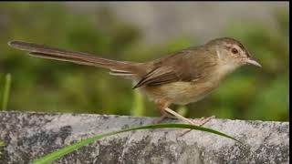 Download lagu terapi prenjak sawah (klik klik),yang bikin burungmu tambah sipp mp3
