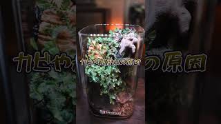 初心者必見！テラリウムを美しく保つ4つのメンテナンスポイント #terrarium #shorts