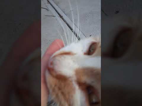 Cat Nibbling my Finger.