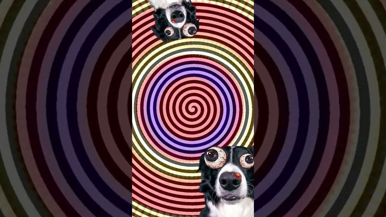 TOP 10 HYPNO SECONDS WITH DOGS #shorts #top10 #viral #animals #hypnotic #memes #funny #funnyvideo