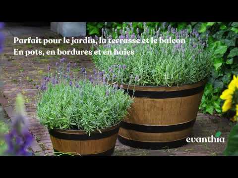 Lavandula Cleo Patio® - Evanthia présente