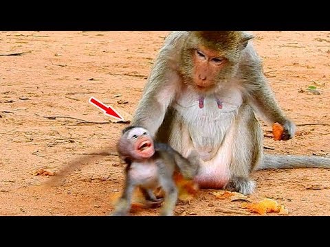 download lagu mp3 mp4 Food Dolly, download lagu Food Dolly gratis, unduh video klip Food Dolly