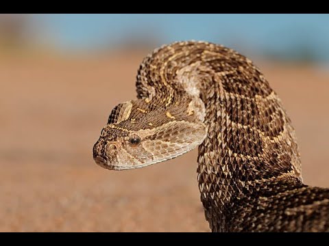 Facts about PUFF ADDERS