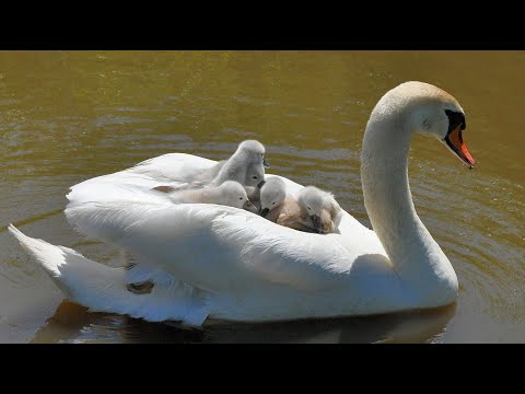 Mute Swan family and their cygnets