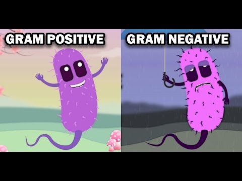 GRAM POSITIVE VS GRAM NEGATIVE BACTERIA