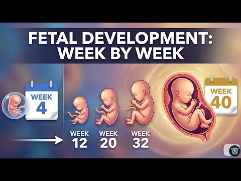 Fetal Development Week by Week Explained | Baby Growth 3D Animation