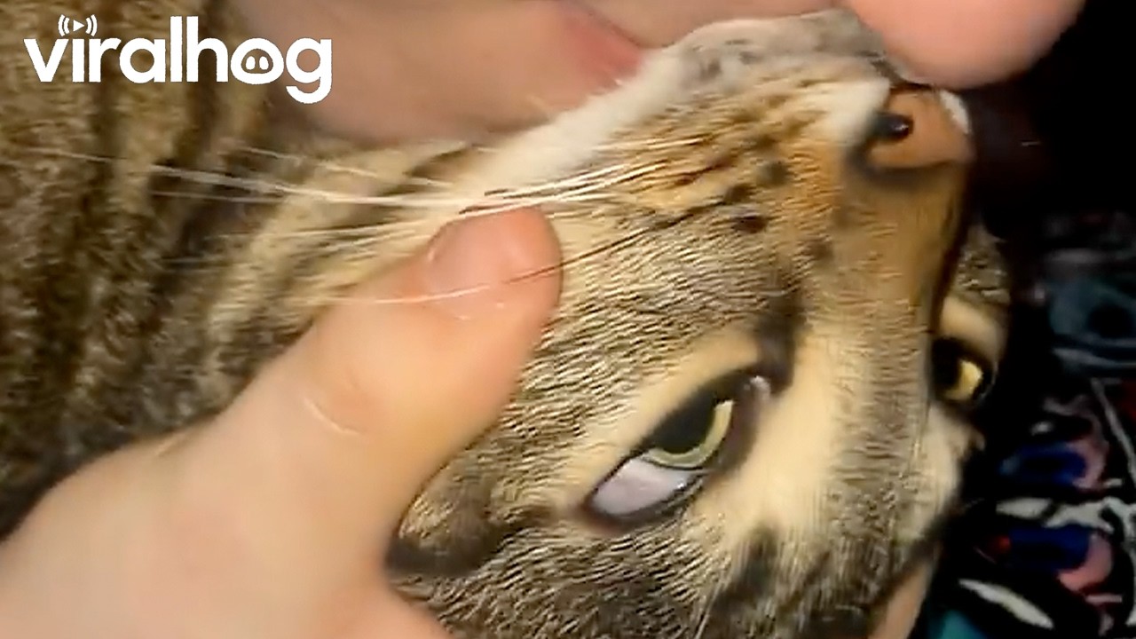 Doobie the Cat Has a Lot to Say || ViralHog