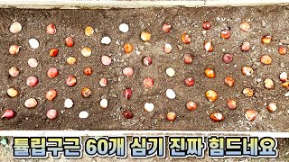 튤립구근 60개를 심었는데 숨차 죽는줄 알았습니다 ㅋㅋ 튤립구근 심는법!!