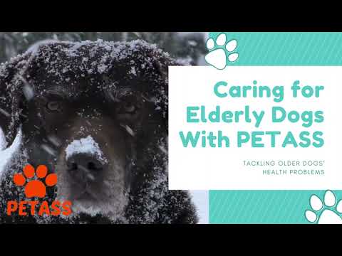 Caring for Elderly Dogs mp4