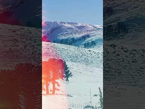 Camino de Araucarias y Nieve en viaje a Villa Pehuenia