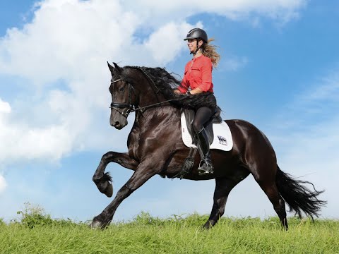 Stal Okkema's Zeyn - Wybren x Doaitsen - gelding - 1.65m - 2015