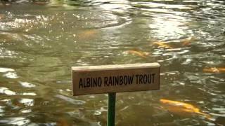 preview picture of video 'Salmon Ponds Heritage Hatchery & Gardens'