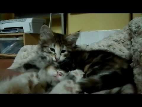 Vaidurya Norwegian Forest Cats - Nalini and Padma 9 weeks old.MOV