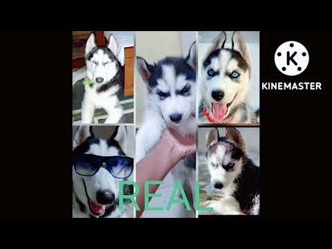 Duplicate husky VS Real husky