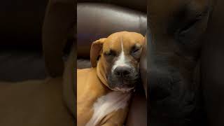 Video preview image #1 Boxer-Unknown Mix Puppy For Sale in  Katy, TX, USA