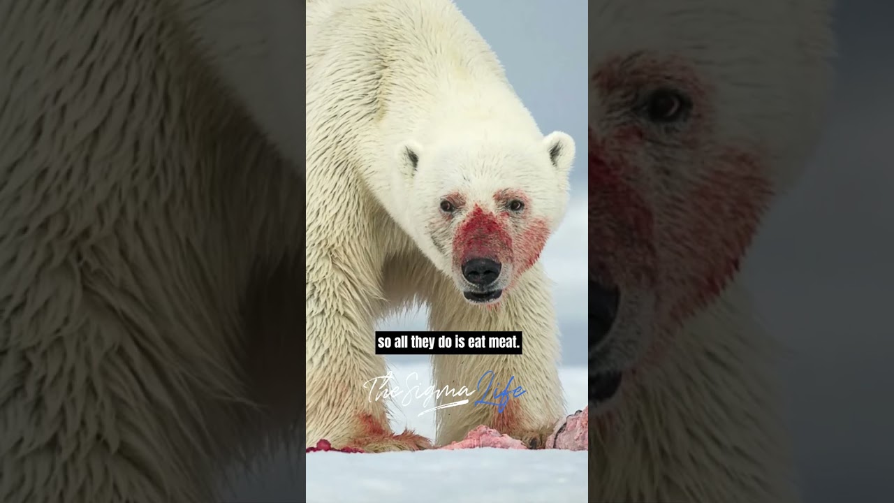 Joe Rogan on The Most Dangerous Bear