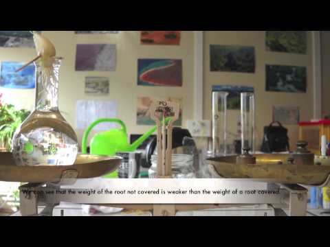 [France] The Circulation in a Plant