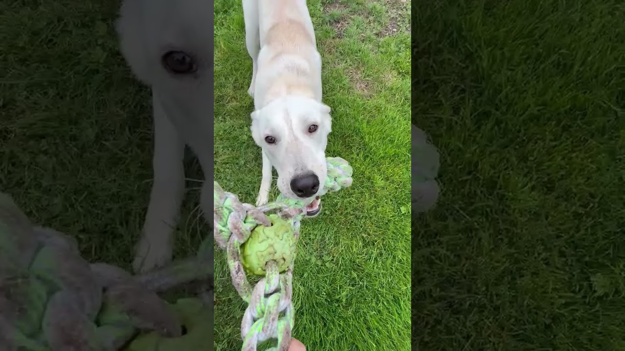 Enlarge Jesse, a ADOPTABLE mixed breed in Olympia, WA video 1/6