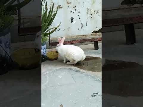 chunnu eating aelo vera🐰 #rabbit #eat #nature #trending #new