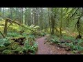 Walking the Autumn Forest Trails of North Cascades - 4K Virtual Hike with Relaxing Forest Sounds