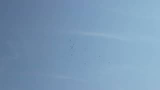 Arkansas_20250819_0650.MP4