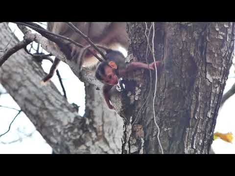 Baby Monkey Fell From High Tree