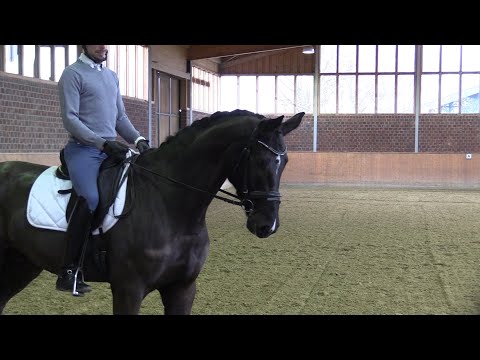 Equus Finest – „Benjamino“ - Dressurpferd zu verkaufen / Dressage horse for sale