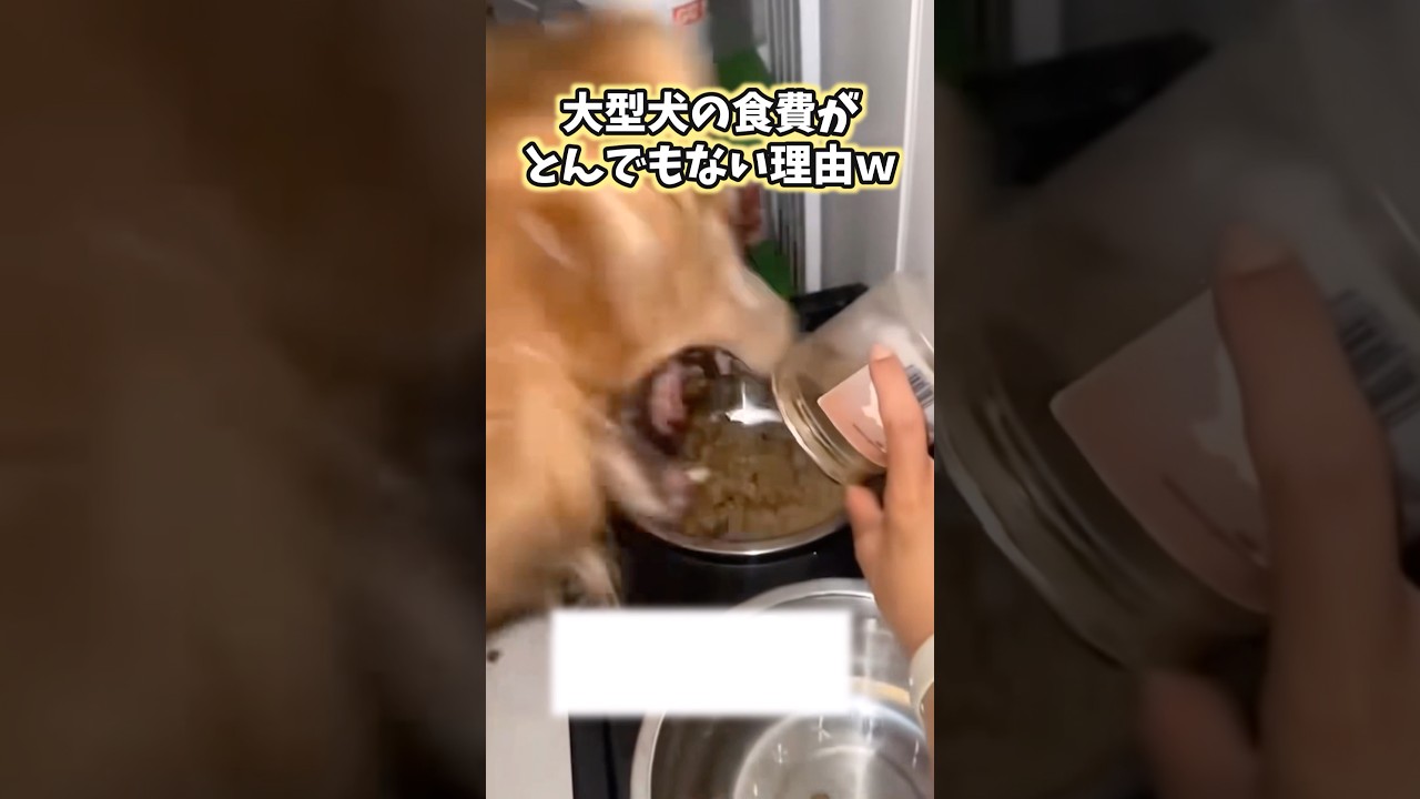 イッヌの動画見て笑ったら負けwww #犬 #犬のいる暮らし #犬のいる生活 #いぬ #可愛い #かわいい #癒し #ペット #動物 #2ch #shorts
