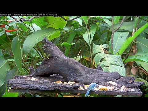 Video 2018 10 17 111220 Green wings on Blue gray Tanager on Panama Fruit Feeder Cam edit
