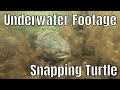 Underwater Footage Of A Snapping Turtle