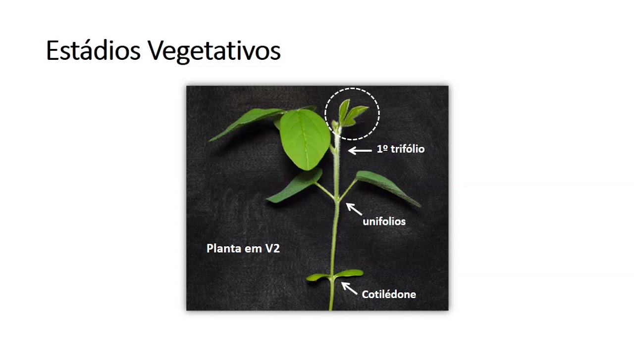 Estadios fenológicos da soja - Aula 3