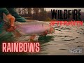 Video Thumbnail for Flyfishing Rainbow Trout Post Saskatchewan Wildfires
