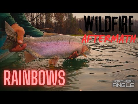 Flyfishing Rainbow Trout Post Saskatchewan Wildfires