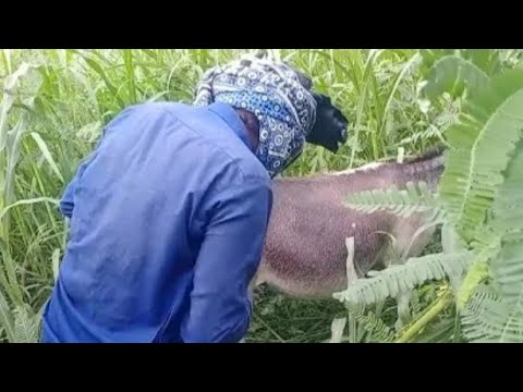 #excellent amzing man and donkey funny video l noshi 4k # donkey trick video ltop animal hd 2021