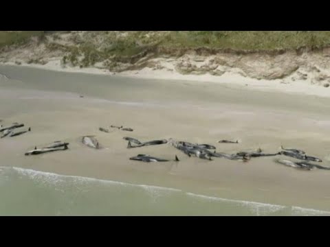 Strage di balene pilota in Nuova Zelanda