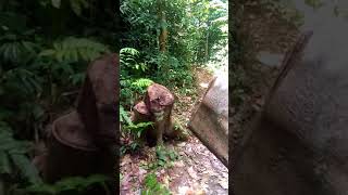 preview picture of video 'Gunung Ngeli.  simunjan'