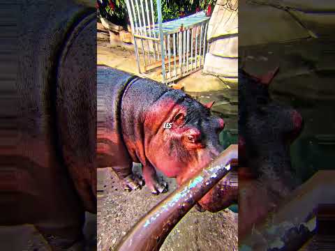 Ces gouttes sur les hippopotames… 😯🦛