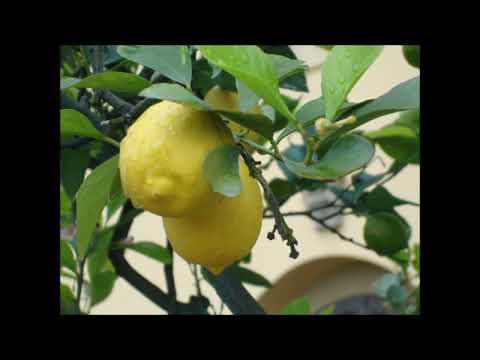 Florens 2020 09 07 13 41 56 UTC