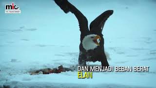 Download lagu BELAJAR DARI SEEKOR ELANG (MOTIVASI) mp3