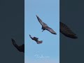 Ravens duel in flight #raven #birds #birdsofyoutube #wildlife #birdlovers #inflight #duel #