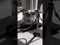 Ghost Cow