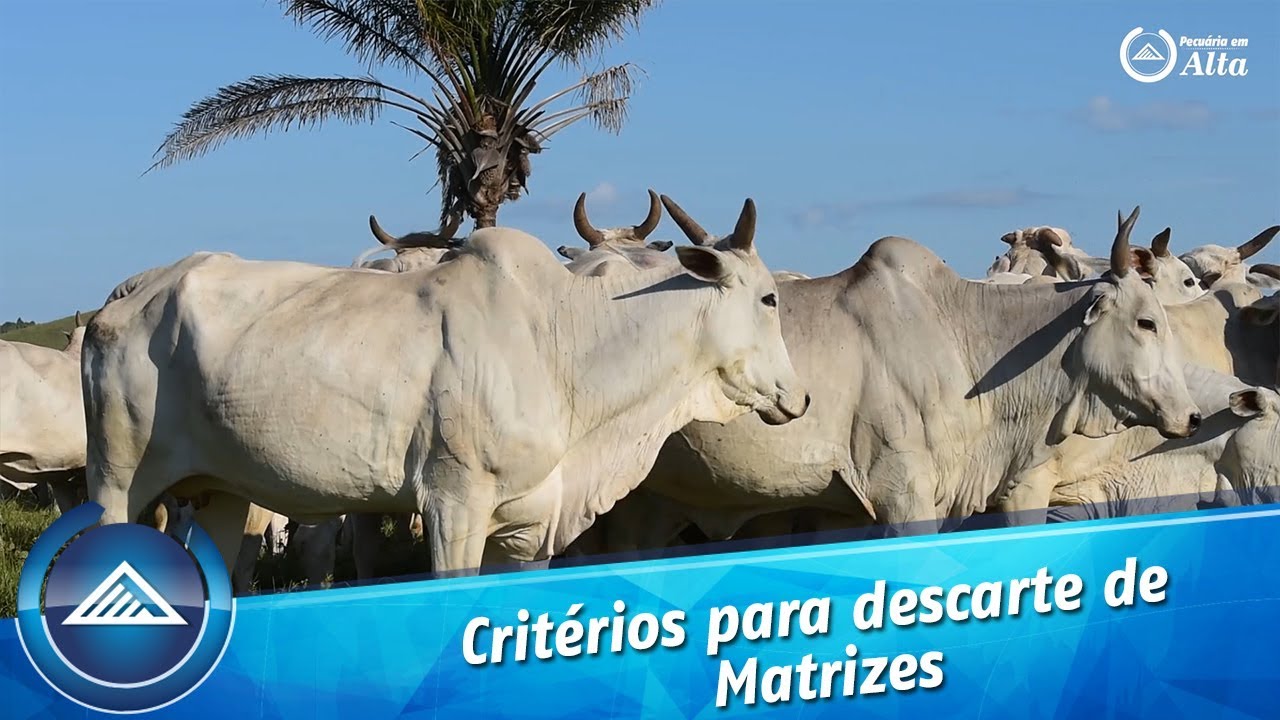 Critérios para descarte de matrizes