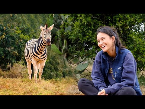 Amakhala Conservation Project - Volunteer Reviews | The Great Projects